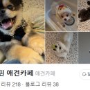 멍돌핀 이미지