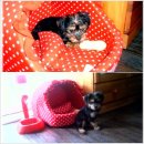 강아지사랑 이미지