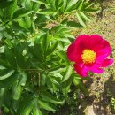 오월의 정원 이미지