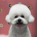 펫마켓 서구점 이미지