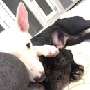 달중이네 펫호텔 이미지