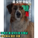 콜 오브 와일드 후기 리뷰, 강아지 영화인데 어른이 운다 (ott 넷플릭스)