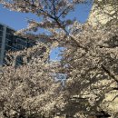 장동쉬엄쉬엄 | 🌸2026.Apr.W2 | 해외여행 다녀온 담날 바로 출근한 사람