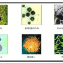 비임균성 요도염[nongonococcal urethritis] 이미지