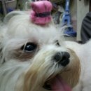 투니애견미용실 이미지