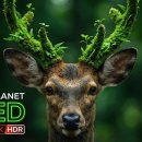 Animal Planet 8K HDR OLED Demo 이미지