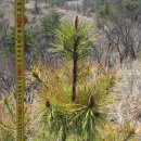 황금 소나무 이미지