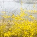 [개인과제] 개나리(Forsythia koreana (Rehder) Nakai) - 154635 김명선 이미지