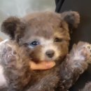 천사캣 이미지