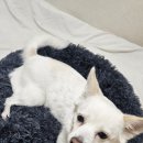 우기펫 네이버블로그