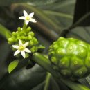 노니 필라테스 이미지