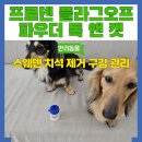 강아지 입냄새 치석 제거 추천 프로덴 플라그오프 파우더 내돈내산 후기