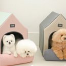 에브리데이 펫 이미지