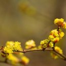 꽃피는날 이미지