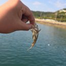 모항항편의점 | 서해 바다 태안 모항항 루어낚시 초보인데 릴도 없이?!