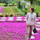 대명사 | 경남 꽃잔디 명소 산청 대명사 실시간 후기