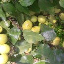 절골농장 이미지