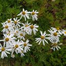 한글서예1 이미지