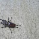 장수하늘소농장 네이버블로그