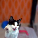 베스트고양이병원 이미지