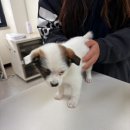 경주시 동물사랑보호센터 동물병원 | 작고 소중한 깻잎이 경주동물사랑보호센터에서 만난 소중한 인연
