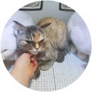 뽀삐살롱 이미지