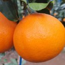 수장농장 이미지