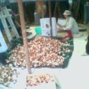 산골버섯 이미지