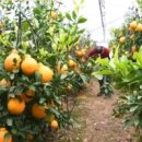 내혜홀농장 이미지