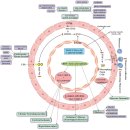 Re: Carotenoids(루테인, 베타카로틴, 알파카로틴, 아스잔틴, 제아잔틴, 리코펜) 치료효과 - 2020 리뷰 이미지