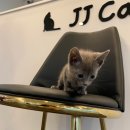 제이제이캣 이미지