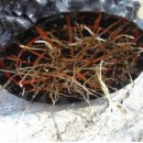 11545-10-17-17 이미지