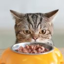 황금산 고양이 이미지