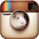 덕용농장 | 기니피그 비트의 달나라 토끼농장 두번째 구입 후기! 티모시&amp;제네시스&amp;구기자