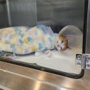 정 메디컬 동물병원 이미지