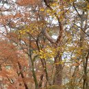 가을을 찾아서 - 용문산(용각골,문례봉,중원산,용계골) 이미지