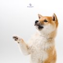 고덕24시 동물병원 이미지