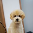 어반독스 이미지