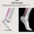 엘리트메디 | 메디 컴프레션 양말? 러닝 초보라면 꼭 읽어보세요!