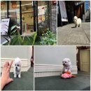 대구강아지분양 마마스미독 본점 | 대구강아지분양 마마스미독 본점에서 특별한 하루를 보낸 후기