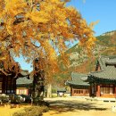 황금나무 이미지