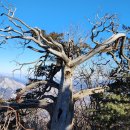 태백산오는길 | [백두대간]—태백산(太白山) 겨울 눈산행(3)