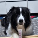 A0413 | 강아지 피부병, 발사탕, 습진에 좋고 진정효과 탁월한 호호연고 멀티케어 크림