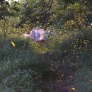 반딧불이민박 이미지