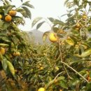 새샘농장 이미지