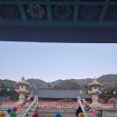 각원사 | 천안 각원사 겹벚꽃구경 생생 후기