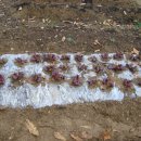 꽃순이농장 이미지