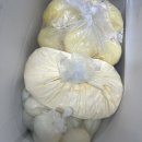 민선농장 | 올해 대단한 일은 하나도 하지 않았지만 내년에라도 하면 된다 싶어서 미루는 게 연말의 법칙