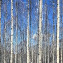 원대리 자작나무숲 이미지