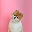 코코 반려견샵 이미지